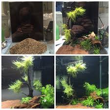 Nano Aquarium In 5 Schritten 1 Nahrboden Verteilen 2 Kies Darauflegen 3 Dekorationen Aufstellen 4 Pflanzen Setzen 5 W Nano Aquarium Aquarium Pflanzen