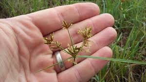 Image result for Schoenoplectus muriculatus