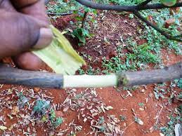 Many will but it can take a long time. Propagation Of Fruit Bearing Trees By Air Layering Fruit Bearing Trees Air Layering Grafting Fruit Trees
