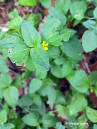 Image result for Calyptocarpus vialis