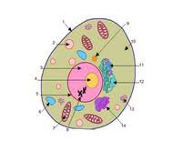 Maybe you would like to learn more about one of these? Animal Cell Parts Biology Quiz Quizizz