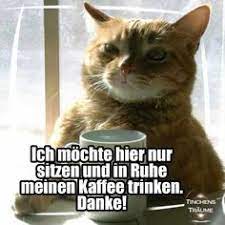 Lustige katzenbilder mit spruchen traumhaft guten morgen lustige. 230 Katzen Mit Spruch Ideen In 2021 Katzen Katze Lustig Katzenspruche
