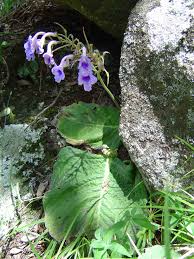 Image result for Streptocarpus eylesii