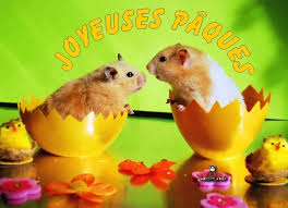Une attention pour un anniversaire, choisissez une jolie carte anniversaire. Image Drole Image Drole De Joyeuse Paques