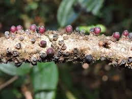 Image result for Apodanthaceae