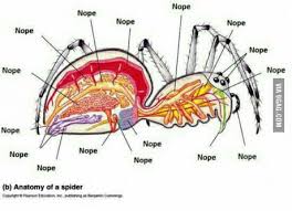 Anatomy Of A Spider Nope 9gag