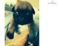 Montana is one of the three states that share yellowstone national park. Puppyfinder Com Pug Puppies Puppies For Sale Near Me In Bozeman Montana Usa Page 1 Displays 10
