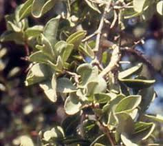 Image result for Strychnos cocculoides