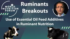 Essential oils have become increasingly popular over the year due to their numerous uses. Use Of Essential Oil Feed Additives In Ruminant Nutrition Opportunities And Challenges Biomin Net