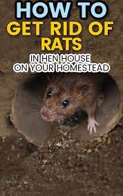 Dealing With Rodents On The Homestead Chickens Backyard Homesteading Rodents