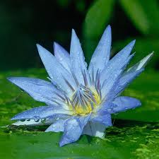 Nymphaea Caerulea Water Lilies Beautiful Flowers Water Lily