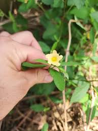 Image result for Sida veronicifolia