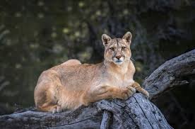 Las hembras madres de estos cachorros no pueden hacer nada ante esto. Estan Los Leones De Montana En Peligro Estado De Conservacion