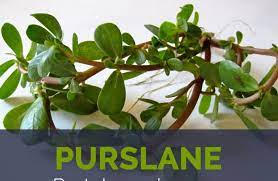 Rates of side effects with perlane were primarily compared with rates of side effects from restylane, a similar hyaluronic acid dermal filler. Purslane Facts And Health Benefits