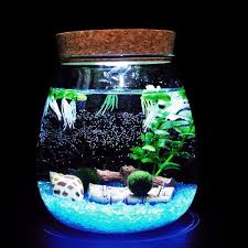 Marimo Diy Terrarium With Led Light From Apollo Box Terrarium Diy Diy Marimo Glow Stick Jars