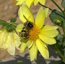We did not find results for: Are Native Only Wildlife Gardens Starving Fall Pollinators