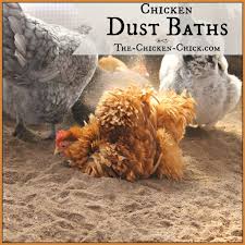Once your baby is ready for a bath, you might use a plastic tub or the sink. Chicken Dust Bath The Ultimate Spa Treatment The Chicken Chick