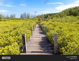 Pak tuntung 18 juni 2020. Tung Prong Thong Image Photo Free Trial Bigstock