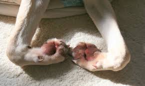 why do dogs chew on their paws the