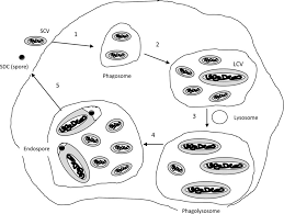 Estos son transmitidos por la picadura de insectos (pulgas. Https Www Thieme Connect Com Products Ejournals Pdf 10 1055 S 0040 1710594 Pdf