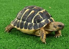 Uk Bred 2019 Western Dwarf Hermann Tortoise