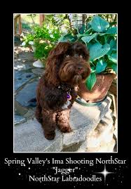 Please visit our site for info on all three breeds. Our Doodles Northstar Labradoodles Available Australian Labradoodle Puppies