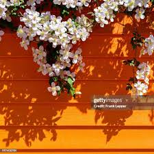 1,282 Frank Bunch Stock Photos, High-Res Pictures, and Images