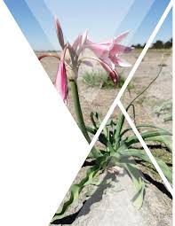 Image result for Diclis reptans