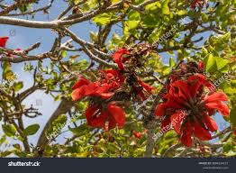 Image result for Erythrina afra