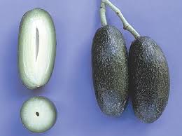 Image result for Avocado Light 1969 Tappan