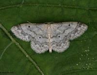 Image result for Idaea biselata