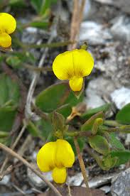 Image result for Crotalaria phyllostachys