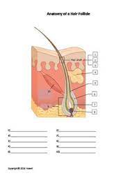 We did not find results for: Integumentary System Quiz Labeling