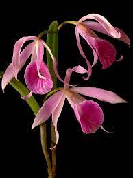Blc Morning Glory Orchid Flower Unusual Flowers Orchids