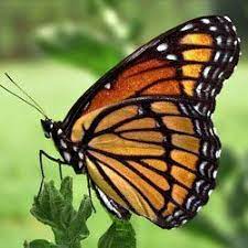 Viceroy Informacion De Animales Mariposa Monarca Fotos De Insectos