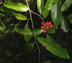 Image result for Monanthotaxis trichantha