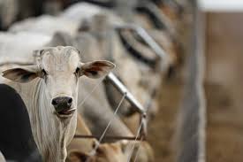 Engº agrº danilo gusmão de quadros. Numero De Animais Confinados Segue Linha De Crescimento No Brasil