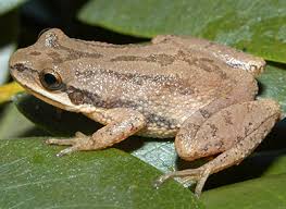 Frogs Toads Of Virginia