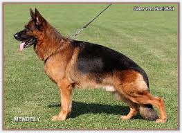 Pin By Cindy Barnes On Perros German Shepherd Dogs German Shepherd Breeders German Shepherd Puppies