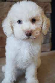 Blog — Steel City Puppies