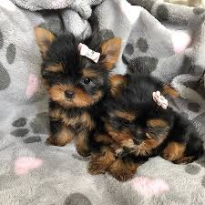 Buy puppies from kennel cheap and resell. Adorable Teacup Puppies Puppy Store Near Lake Ronkonkoma Ny Puppies For Sale Usa Teacupuppies