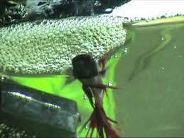 Why Do Betta Fish Make Bubbles Things You Need To Know Expert Aquarist
