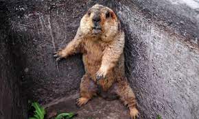 These types of traps are easy to set, but it does take some skill and knowledge to bait this rodents into the trap. Groundhog Died Week After New York Mayor Bill De Blasio Dropped It Us News The Guardian