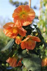 Image result for Abutilon grantii