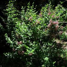 Image result for Karomia tettensis