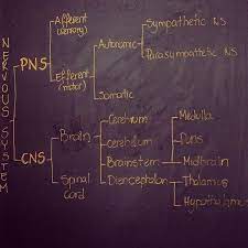 Nervous System Anatomy And Physiology Medical School Physiology