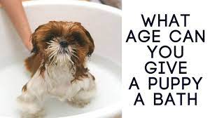 The puppy mag is a participant in the amazon services llc associates program, an affiliate advertising program designed to provide a means for. What Age Can You Give A Puppy A Bath Puppy Bathe Age Youtube