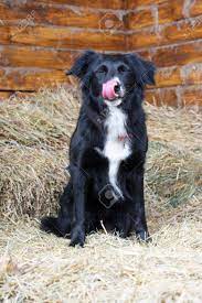 The border collie is a working and herding dog breed. Black And White Border Collie Dog Licked Stock Photo Picture And Royalty Free Image Image 12377807