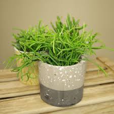 They are found in parts of central america, the caribbean and northern regions of south america. Rhipsalis Care
