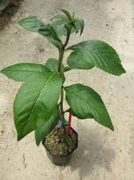 Image result for Dorstenia buchananii